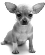 Chihuahua dog breed chichi 