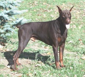 doberman pinscher breed