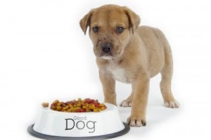 dog food welfare pet food