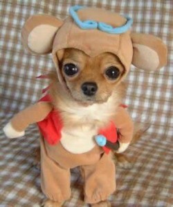 dog fun dressing costume puppy