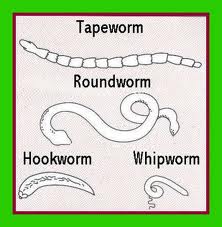 puppy worms dog roundworms hookworms tapeworms whipworms