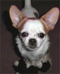 Pekingese-Chihuahua mix Princess stolen dog