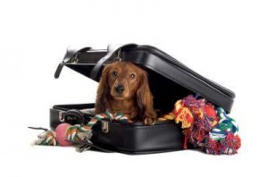 traveling dog dachshund
