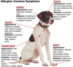 dog allergy causes symptoms