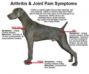 dog arthritis symptoms treatment supplements