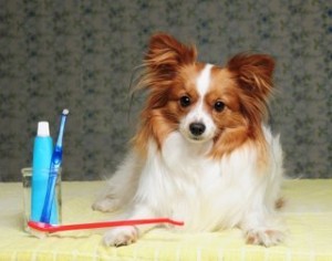 Dog dental care dog dental care puppy oral diseases
