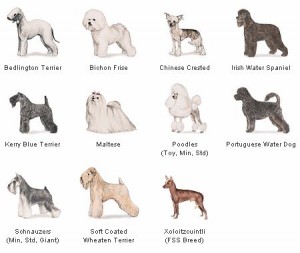 Hypoallergenic Dog Breeds hypoallergenic dog breeds Chinese Crested Poodles Terriers Shih Tzu puppies