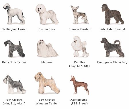 dog breeds