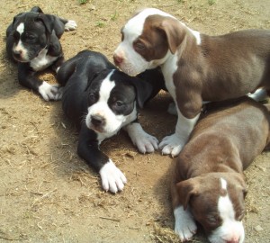 pitbull puppies dog breed