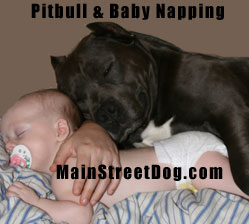 Pitbull & baby napping american pitbull terrier babby napping pitbulls myths and true