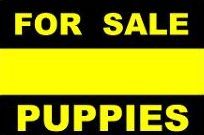 puppies for sale dogs for sales