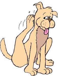 Dog Fleas Treatment dog fleas treatment