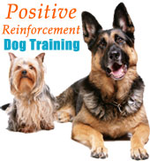 positive reinforcement dog training advice dog train help humane dog training training collars