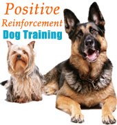 Positive Reinforcement Dog Training positive reinforcement dog training advice dog train help humane dog training training collars