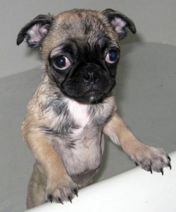 pug chihuahua mix miniature small toy dog breed