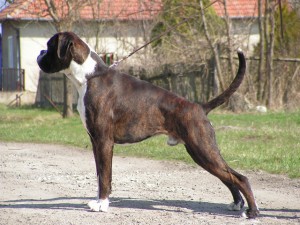 Canine hip dysplasia susceptible Boxer dog breed canine hip dysplasia boxer dog breed