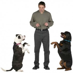 dog training benefits dog trainer