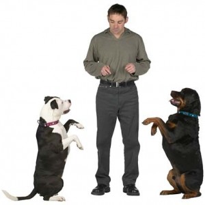 Dog Training Benefits dog training benefits dog trainer