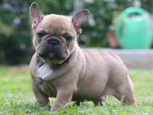 french bulldog frenchie puppie