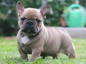 French Bulldog Puppie french bulldog frenchie puppie