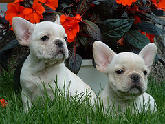 french bulldog white frenchie puppies