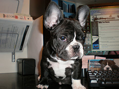 frenchie black and white french bulldog breed puppy