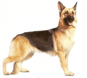 german shepherd dog breed