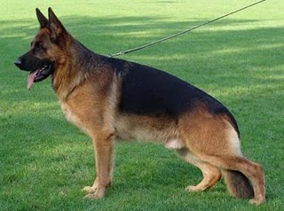 german shepherd guard dog dog attack