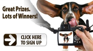 pampered puppy photo contest