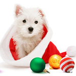 dog holiday gifts christmas dog