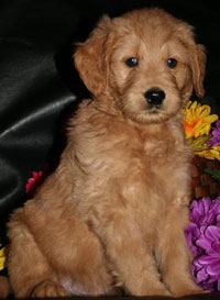 goldendoodles mini goldendoodles dogs