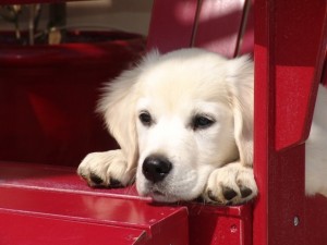 Protecting Your Puppy from Parvovirus parvovirus dog puppies protect