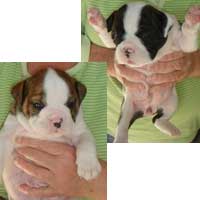 english bulldog puppynapping pups mother stolen bulldogs