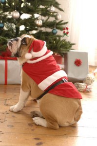 christmas dog injuries hazardous