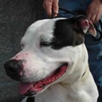 pitbull good story pitbull good red nose blue nose pit bull dogs