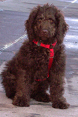 labradoodle dog mixed breed hypoallergenic dog labradoodle puppies