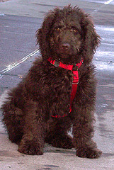 Labradoodle dog labradoodle dog mixed breed hypoallergenic dog labradoodle puppies