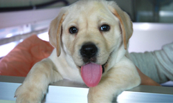 cloned dog Labrador Lancey BioArts International