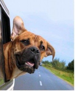 dog traveling car safety