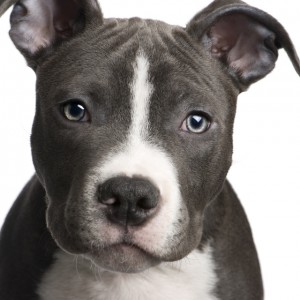 pitbull heroic story pit bull breed dog