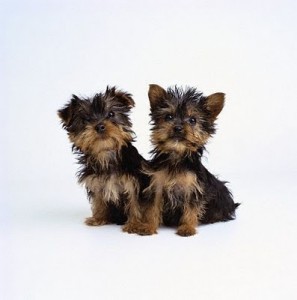 yorkshire terrier puppies yorkies dogs breed