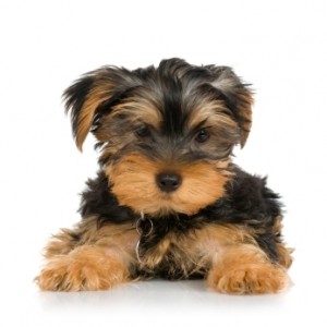 yorkshire terrier puppy yorkie pup