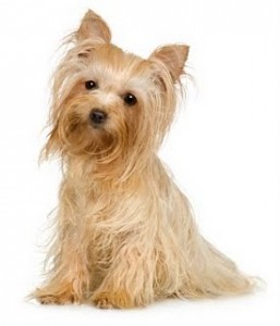 yorkshire terrier temperament yorkie puppy