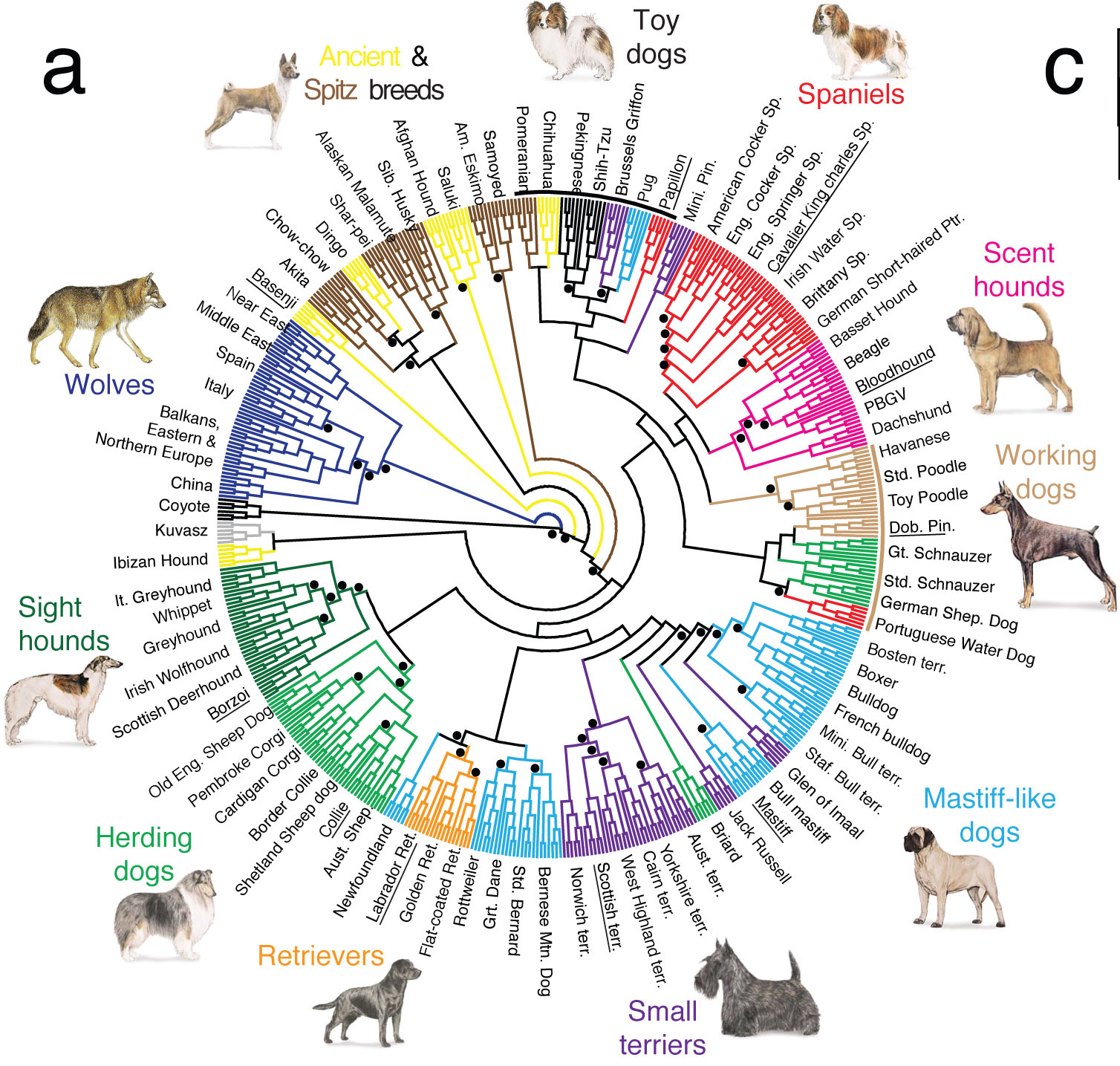 Dog Meaning Chart