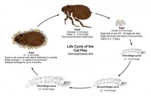 dog cat flea lifecycle