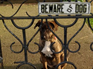 dog fence beware of dog
