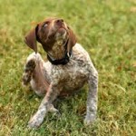 Dog flea infestation dog flea infestation puppy fleas