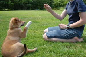 dog training commands