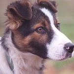 effective dog training science