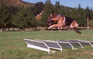 Dog Training dog training session donts